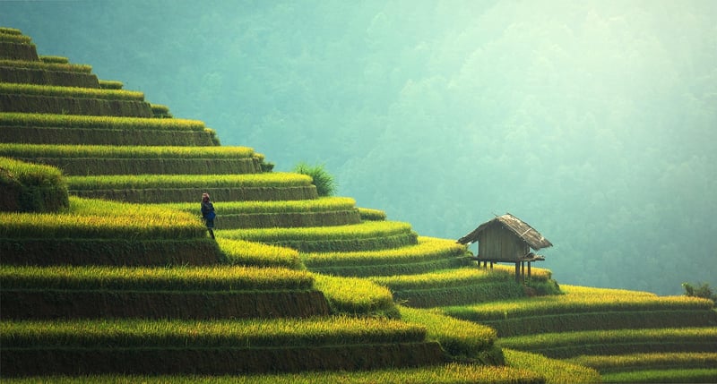 Climbers & Vines