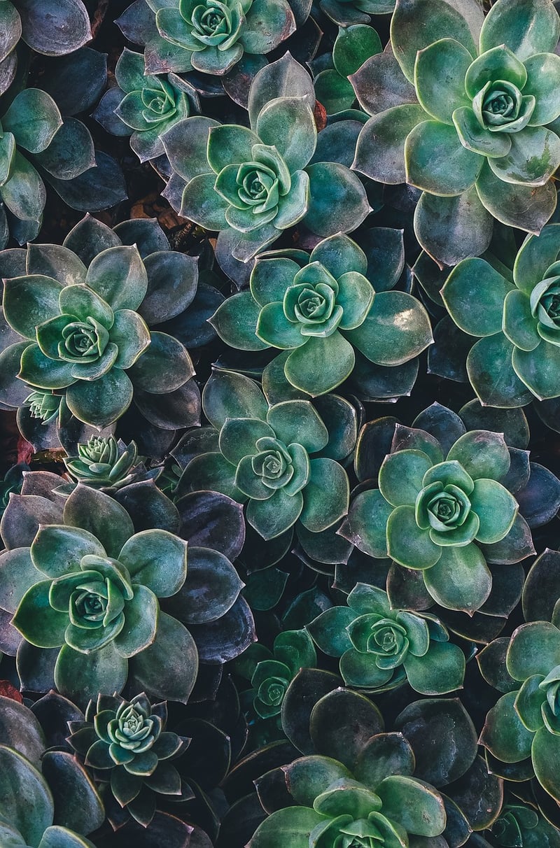 Vertical Succulent Wall Art